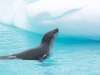 Leopard Seal