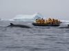 Minke Whales- Lemaire Channel