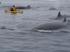 Minke Whales- Lemaire Channel