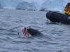 Seal eating a penguin