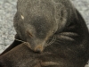 Fur Seal