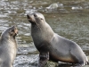 Fur Seal