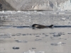 Minke Whale