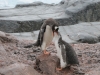 Gentoo Penguin (Feeding)