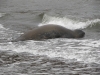 Seal resting