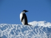 Adelie Penguin