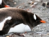 Gentoo Penguin