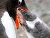 Gentoo Penguin Feeding