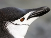 Ginstrap Penguin