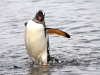 Gentoo Penguin