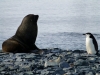 When a penguin meet a seal