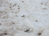 Snow Petrel