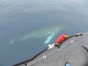 Leopard Seal checking out our zodiac