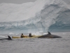Whales